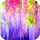 Beautiful Wallpapers APK