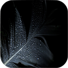 Black Wallpapers icono