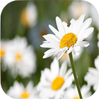 Daisy Wallpapers icône