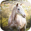 Horse Wallpapers