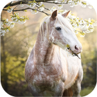 Horse Wallpapers-icoon