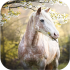 Horse Wallpapers آئیکن