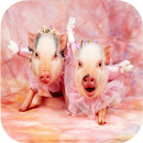 Pig Wallpapers APK