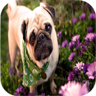 Pug Wallpapers icon