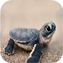 Turtle Wallpapers APK