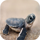 Turtle Wallpapers icône