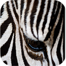 Zebra Print Wallpapers APK