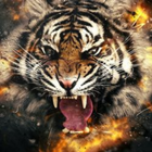 Awesome Tiger Wallpaper HD simgesi