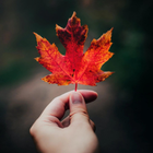 Cute Fall Wallpaper 4k icône