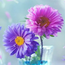 Rose Flower Wallpaper hd/4k APK