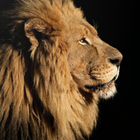 Lion Wallpaper Images icono