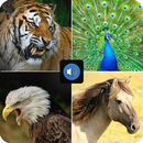 Animal Voice APK