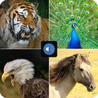 Animal Voice icon