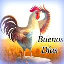 La radio del Gallo APK