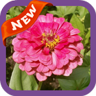 آیکون‌ Zinnia Wallpaper