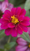 پوستر Zinnia Wallpaper