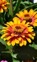برنامه‌نما Zinnia Wallpaper عکس از صفحه
