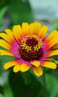 برنامه‌نما Zinnia Wallpaper عکس از صفحه