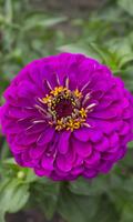 برنامه‌نما Zinnia Wallpaper عکس از صفحه
