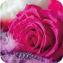 Rose Wallpapers, Floral, 3D Flowers Wallpapers APK