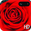 Red Rose Live Wallpaper Free