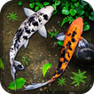 ”Fish Live Wallpaper: Aquarium Koi fish Backgrounds