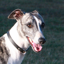 Greyhound (English Greyhound) 101 APK