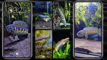 Channa Fish Wallpapers poster