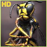 Insect Wallpaper 圖標
