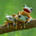 cute frog wallpaper