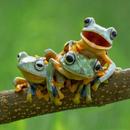 cute frog wallpaper APK