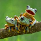cute frog wallpaper icono