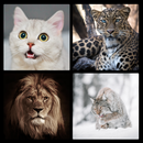 4 фото 1 слово - головоломка APK