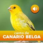 Canto  Canario Belga icon