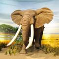Baby Learn Animals Flash Cards