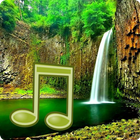 Jungle Sounds - Nature Sounds آئیکن