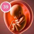 Pregnancy Tracker and Baby App APK