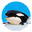 Killer Whale 3D