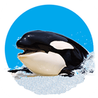Killer Whale 3D icône