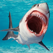 Shark 3D ikona