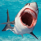 Shark 3D icône