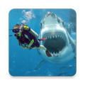 ZorroShark 2D