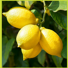 كيفية زراعة شجرة الليمون Zeichen