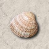 ZenShell أيقونة
