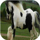 Merveilles du monde animal icon
