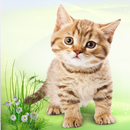 Kitten Lovely APK