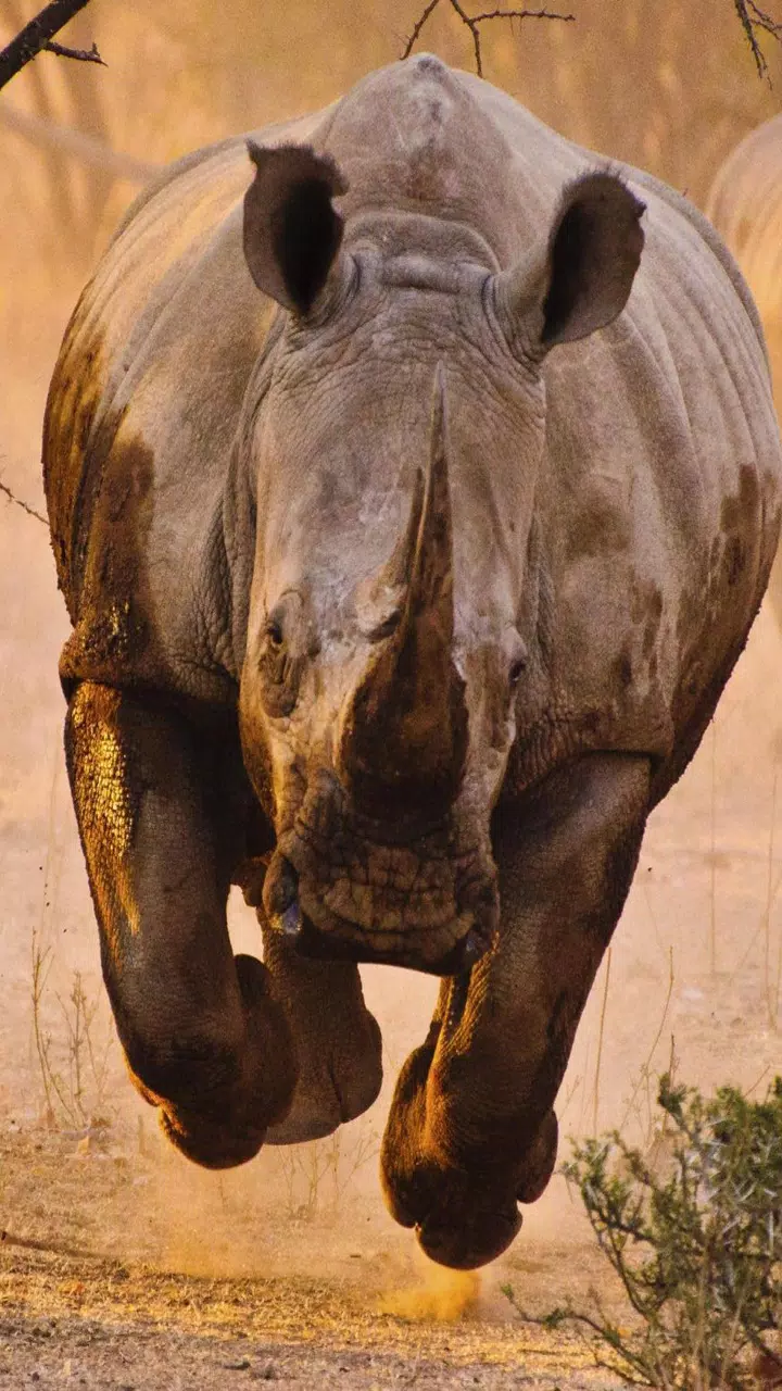 Rhino Wallpaper HD APK pour Android Télécharger Rhino Wallpaper HD APK pour Android Télécharger