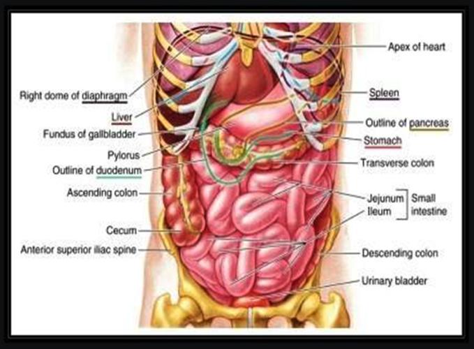 3d Human Anatomy Human Body And Functions For Android Apk