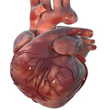 Anatomy of the heart.