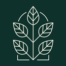 Green Window APK